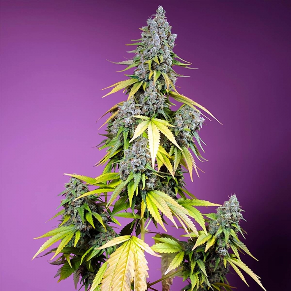 Semillas de marihuana feminizadas autoflorecientes AUTO JET FUEL MANDARINE XL (Sweet Seeds)