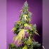 Semillas de marihuana feminizadas autoflorecientes AUTO JET FUEL MANDARINE XL (Sweet Seeds)