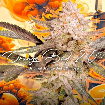 Semillas de marihuana feminizadas ORANGE BUD 2.0 (Dutch Passion)