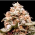 Semillas de marihuana feminizadas autoflorecientes AUTO RAINBOW MINTS (00 Seeds)