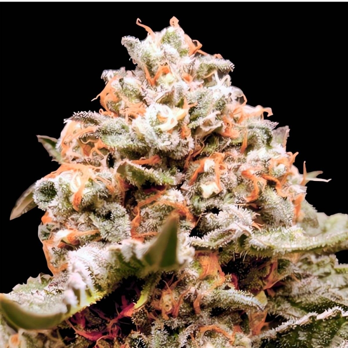 Semillas de marihuana feminizadas autoflorecientes AUTO RAINBOW MINTS (00 Seeds)