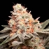 RAINBOW MINTS (00 Seeds)