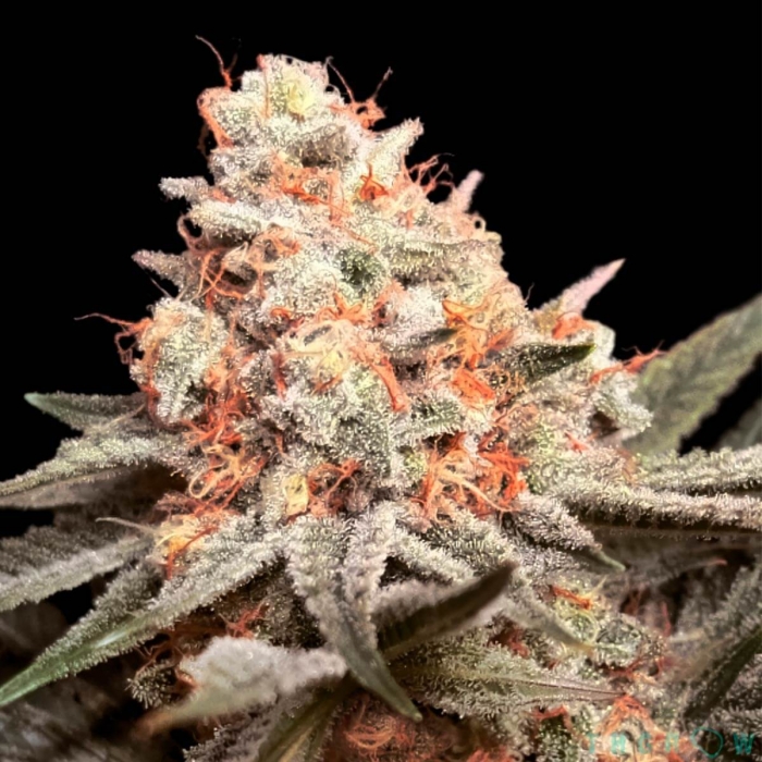 RAINBOW MINTS (00 Seeds)
