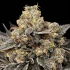 Semillas de marihuana feminizadas BISCOTTI ZKITTLEZ (00 Seeds)