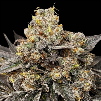 Semillas de marihuana feminizadas BISCOTTI ZKITTLEZ (00 Seeds)