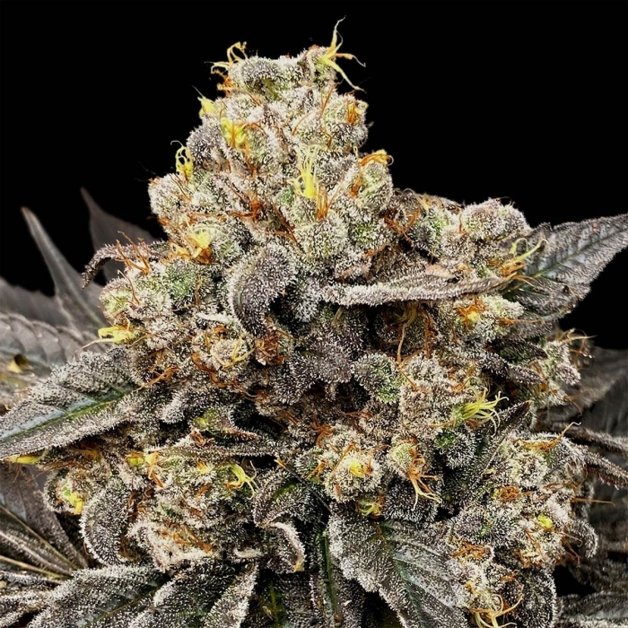Semillas de marihuana feminizadas BISCOTTI ZKITTLEZ (00 Seeds)