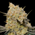 GELATO MINT (00 Seeds)