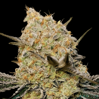 GELATO MINT (00 Seeds)