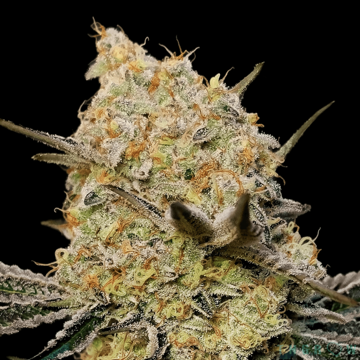 GELATO MINT (00 Seeds)
