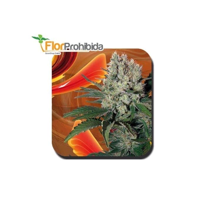 AUTO SYRUP (BUDDHA SEEDS) AUTOFLORECIENTE FEMINIZADA