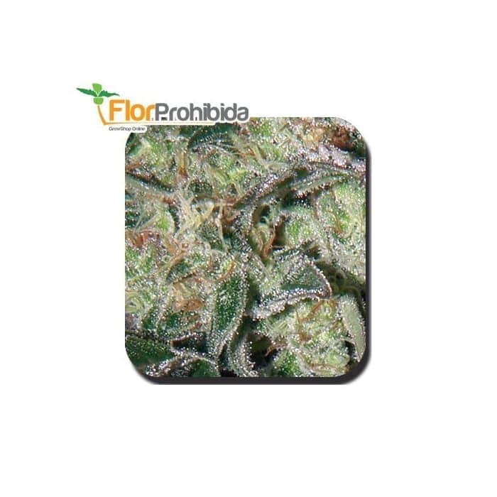 SYRUP AUTO (BUDDHA SEEDS) AUTOFLORECIENTE FEMINIZADA