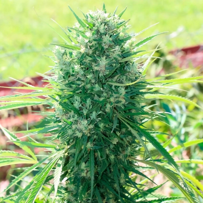 Semillas de marihuana feminizadas MARRUECOS BELDIA KIF (Ace Seeds)