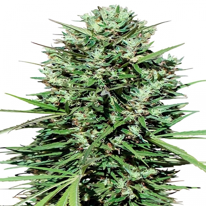 Semillas de marihuana feminizadas MARRUECOS BELDIA KIF (Ace Seeds)
