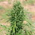 Semillas de marihuana feminizadas MARRUECOS BELDIA KIF (Ace Seeds)