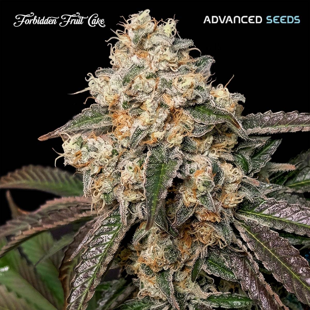 Semillas de marihuana feminizadas FORBIDDEN FRUIT CAKE (Advanced Seeds)