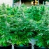 Semillas de marihuana feminizadas autoflorecientes AUTO TITAN F1 (Royal Queen Seeds) cultivo