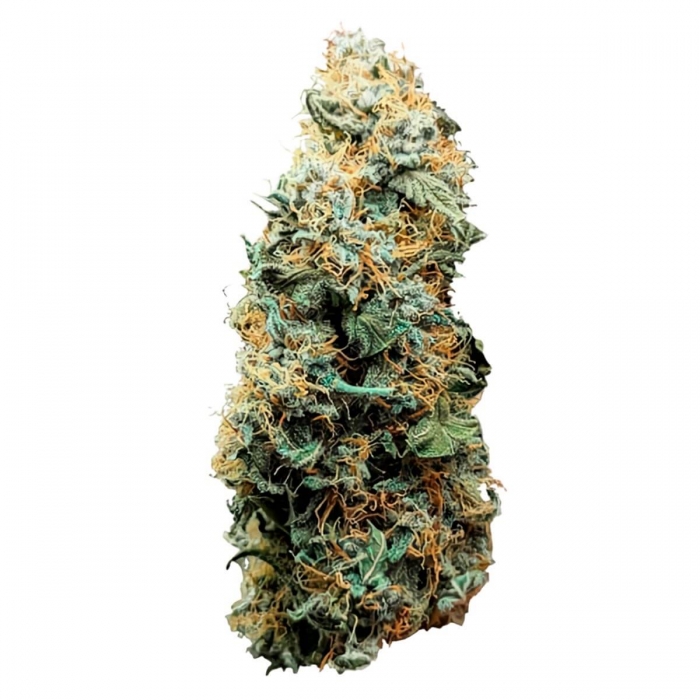 Semillas de marihuana feminizadas autoflorecientes AUTO TITAN F1 (Royal Queen Seeds) cogollo seco