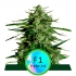 Semillas de marihuana feminizadas autoflorecientes AUTO TITAN F1 (Royal Queen Seeds)