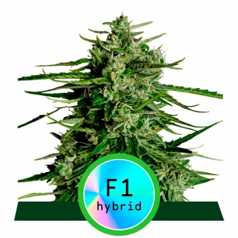 Semillas de marihuana feminizadas autoflorecientes AUTO TITAN F1 (Royal Queen Seeds)
