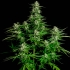 Semillas de marihuana feminizadas autoflorecientes AUTO TITAN F1 (Royal Queen Seeds) planta