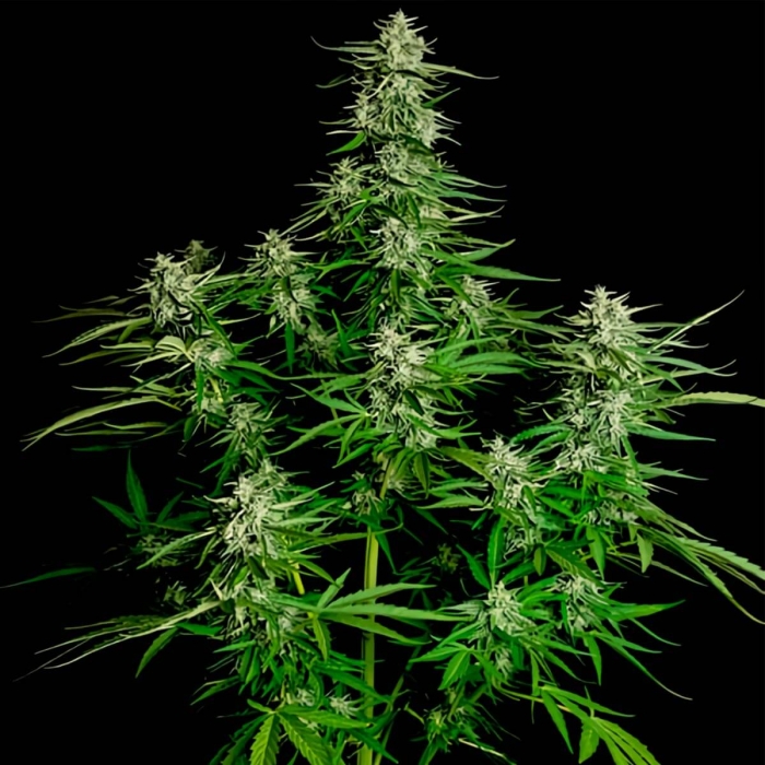 Semillas de marihuana feminizadas autoflorecientes AUTO TITAN F1 (Royal Queen Seeds) planta