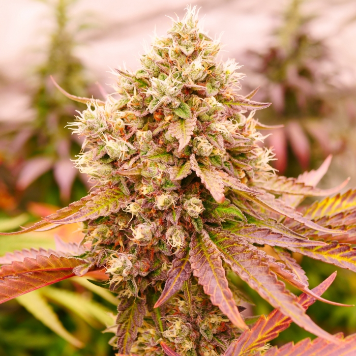 Semilla Burger Kush