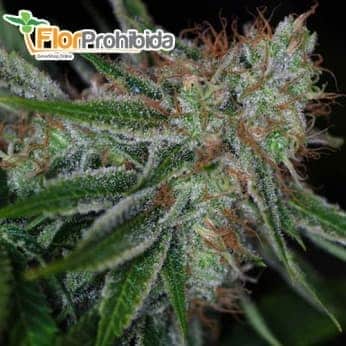 AUTO PANDORA (Paradise Seeds) Autofloreciente