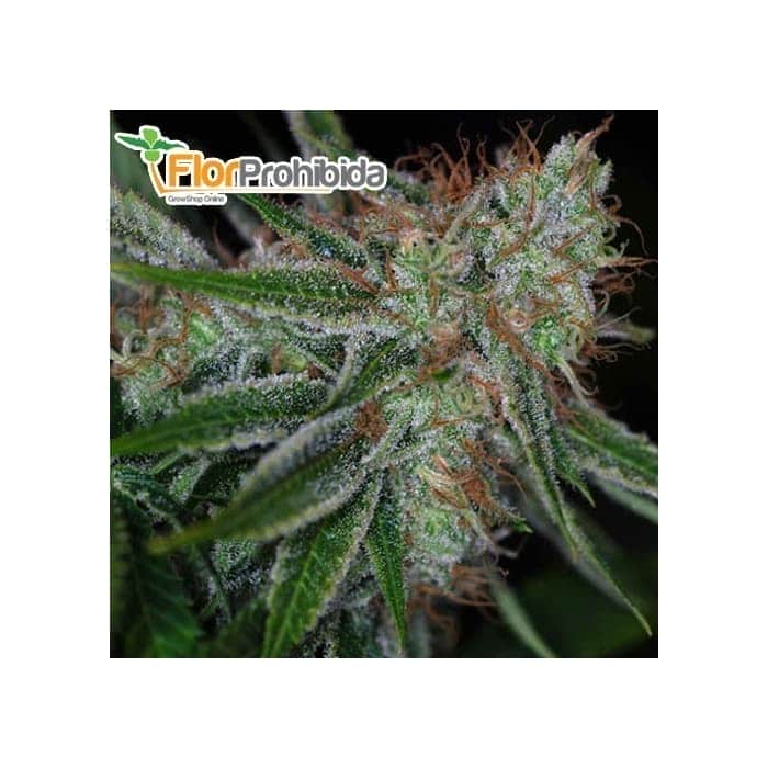 AUTO PANDORA (Paradise Seeds) Autofloreciente