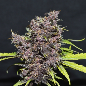 Purple Afghan Kush de Ryder World Seeds
