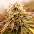 Semillas de marihuana feminizadas APPALACHIAN KUSH SATIVA (World Of Seeds)