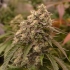 Sandy Punch de Delicious Seeds