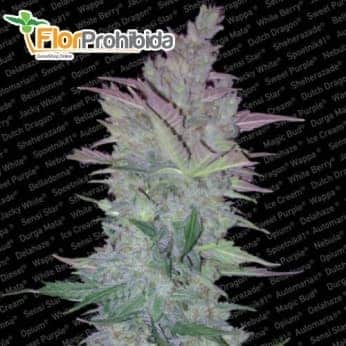 Semillas AUTO VERTIGO (Paradise Seeds) Autoflorecientes feminizadas