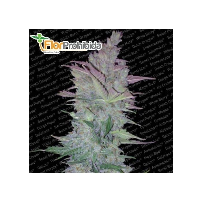 Semillas AUTO VERTIGO (Paradise Seeds) Autoflorecientes feminizadas