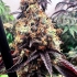 Semilla de marihuana feminizada BILBO POUND CAKE (Genehtik Seeds)