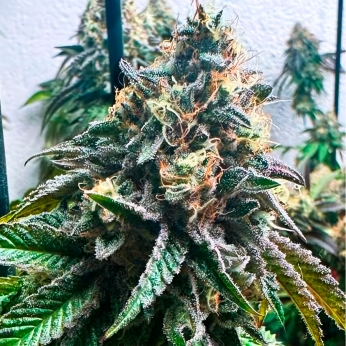 Semilla de marihuana feminizada autofloreciente AUTO STRAWBILBO BANANA (Genehtik Seeds)