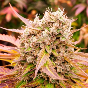 AUTO DARK LEMONADE (Delicious Seeds) - Semilla de marihuana autofloreciente feminizada