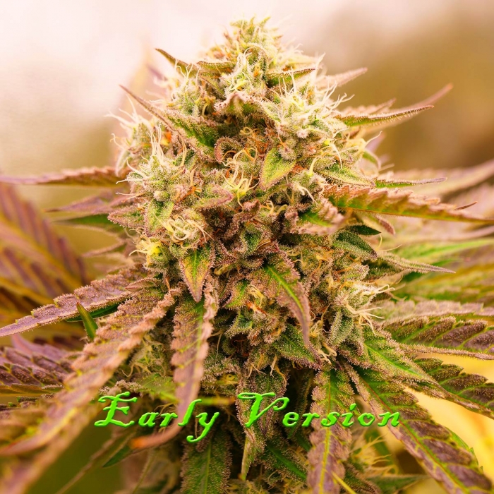 Semillas de marihuana feminizadas APPALACHIAN KUSH EARLY VERSION (World Of Seeds)