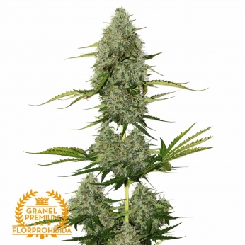 Auto Critical - Semillas de marihuana Granel Premium.