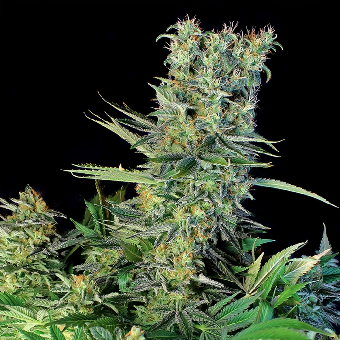AMNESIA BILBO (Genehtik) Semillas de Marihuana Feminizadas