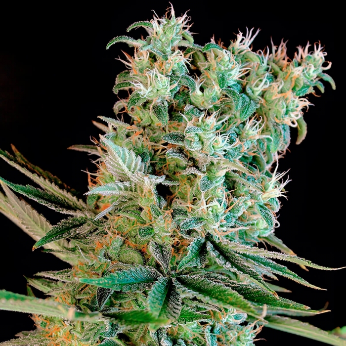 AMNESIA BILBO (Genehtik) Semillas de Marihuana Feminizadas, cogollo de cerca