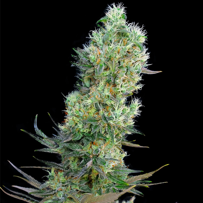 AUTO AMNESIA BILBO (Genehtik) Autofloreciente feminizada