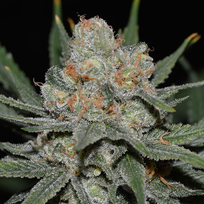 AUTO NEVIL BILBO (Genehtik Seeds) - Semillas Autoflorecientes, cogollo de cerca