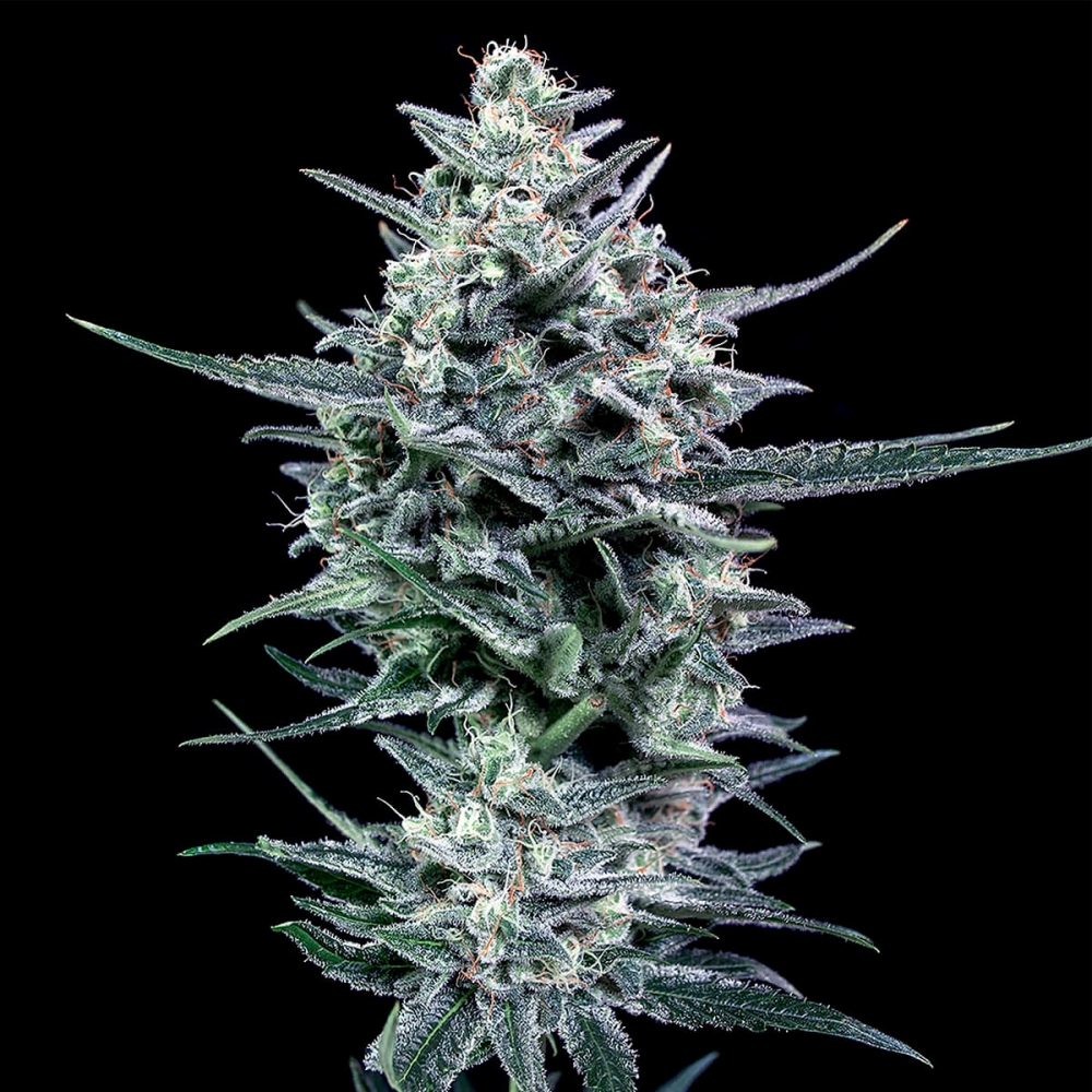 BLUBONIK (Genehtik Seeds) - Semillas de marihuana feminizadas