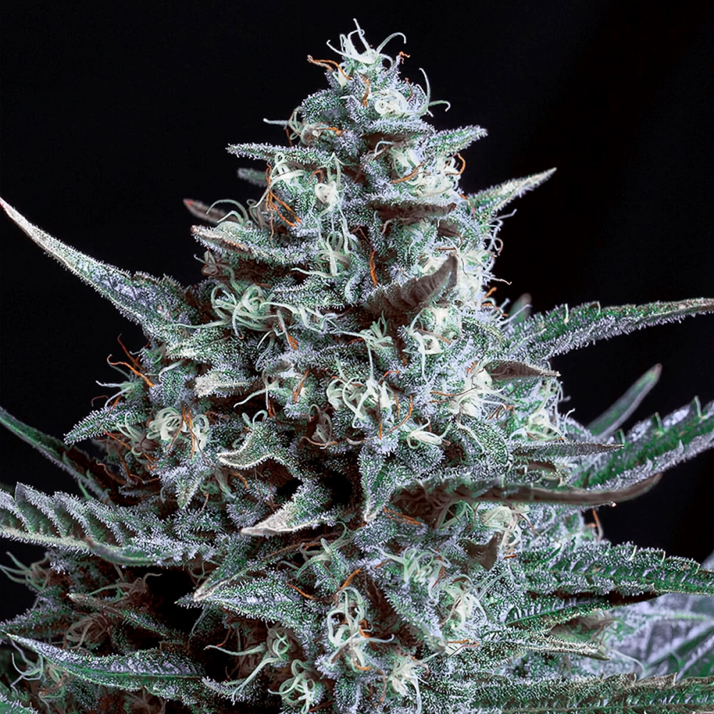 BLUBONIK (Genehtik Seeds) - Semillas de marihuana feminizadas, cogollo de cerca