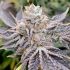 EUSKAL ZKITTLEZ (Genehtik Seeds) Semilla de marihuana feminizada de colección, cogollo.