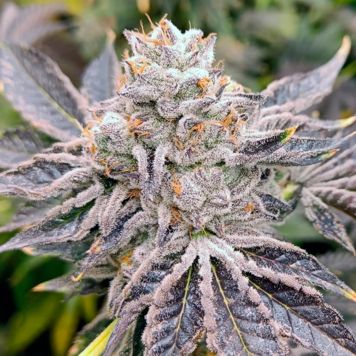 EUSKAL ZKITTLEZ (Genehtik Seeds) Semilla de marihuana feminizada de colección, cogollo.