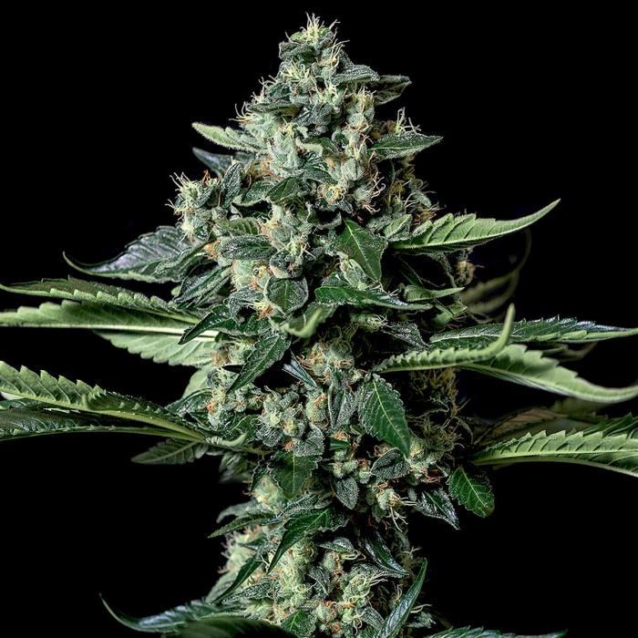 Gorila Bilbo de Genehtik Seeds - Semillas feminizadas marihuana.