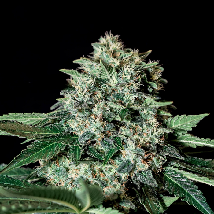 Gorila Bilbo de Genehtik Seeds - Semillas feminizadas marihuana, cogollo de cerca.