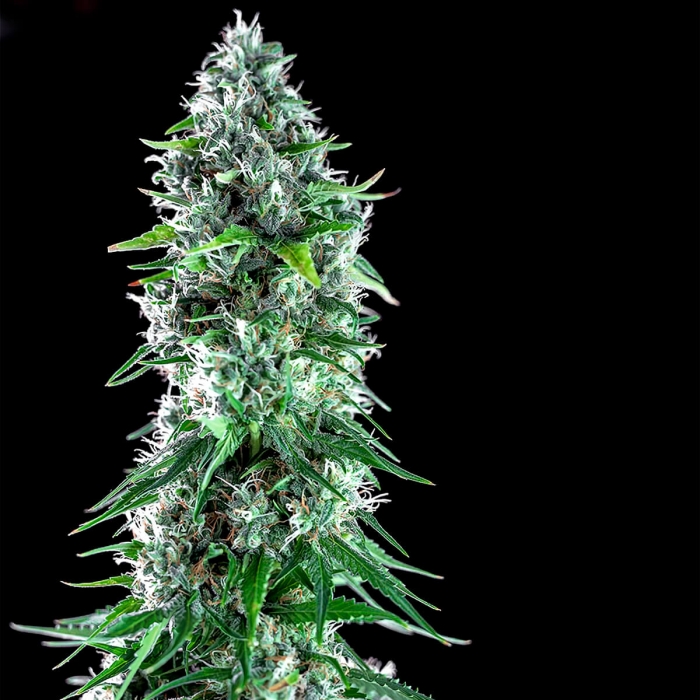 Semillas Marihuana KRITIKAL BILBO X AK-47 (Genehtik Seeds)