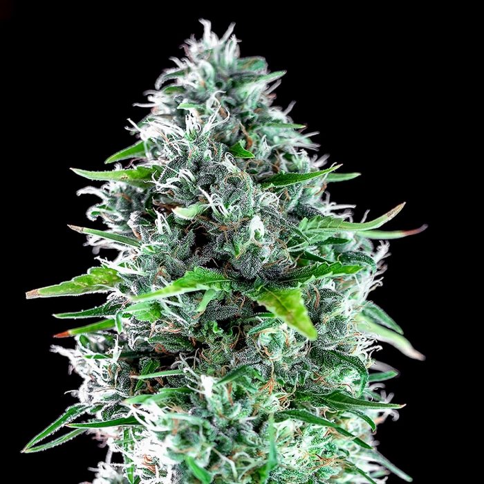 Semillas Marihuana KRITIKAL BILBO X AK-47 (Genehtik Seeds) Cogollo de cerca.
